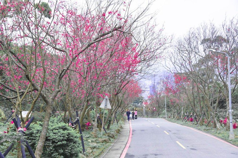 北投櫻花_劉佳雯攝 (1)
